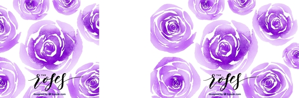 紫色水彩玫瑰的背景