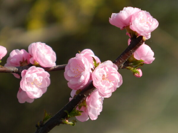 櫻桃花圖片