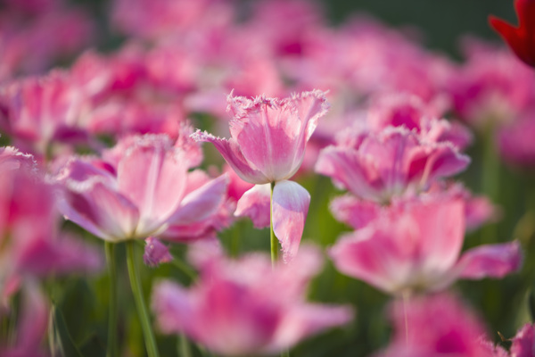 盛开的粉色郁金香花图片图片
