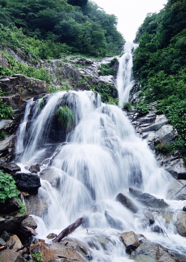 樹植物水風景
