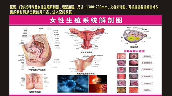 女性生殖系统解剖图图图片