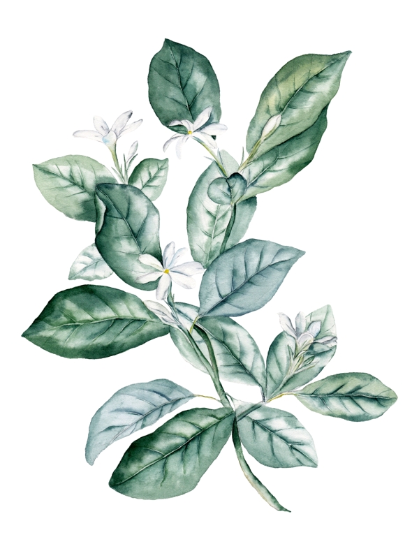 植物