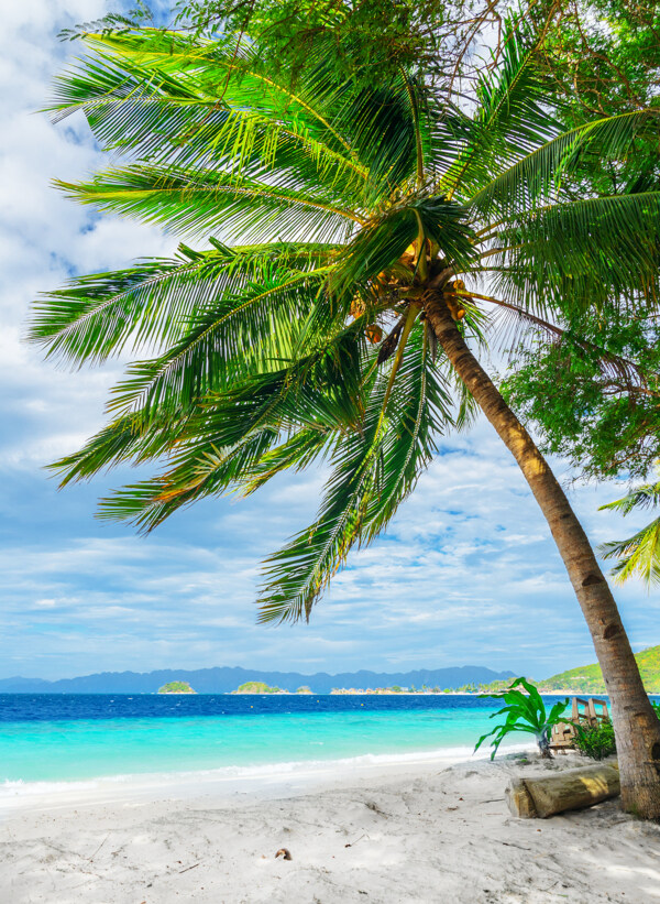 美丽大海沙滩椰树风景图片