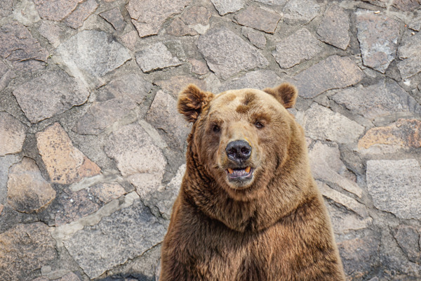 上海动物园美洲棕熊