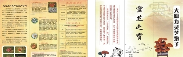 靈芝宣傳單圖片