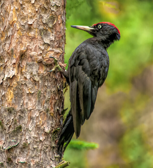 啄木鸟黑鸟自然野生动物