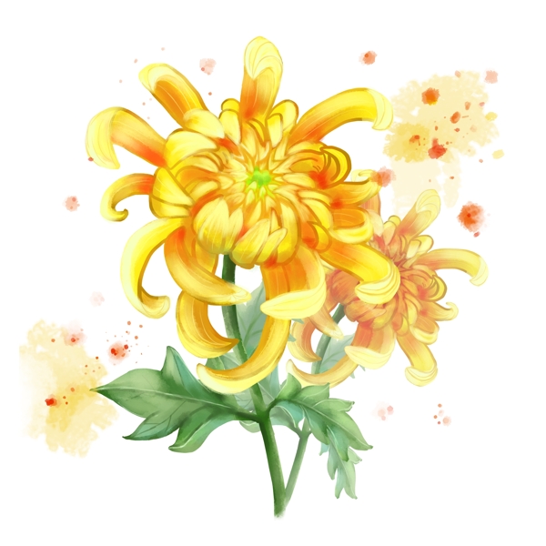 黄色菊花水彩花卉点点渲染绿叶金黄色菊花