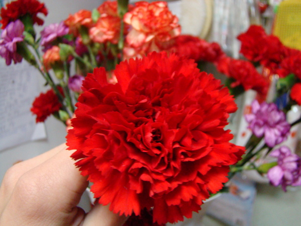 紅鶴芋花瓶插花09高模