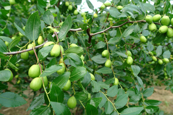 棗樹(shù)棗圖片