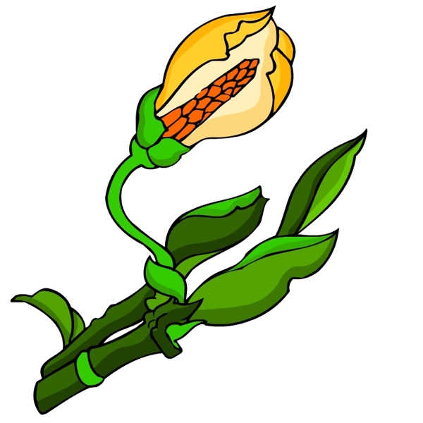 花卉古典插畫