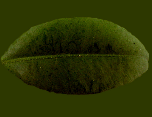 Tree樹(shù)04