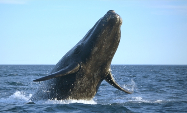 大海里的鲸