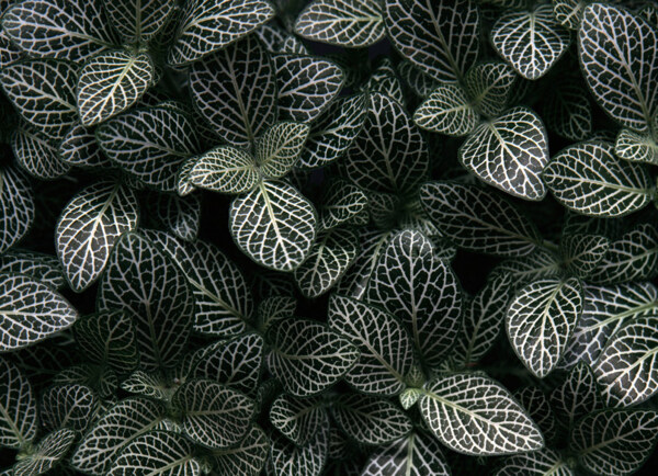位圖植物植物花紋免費(fèi)素材
