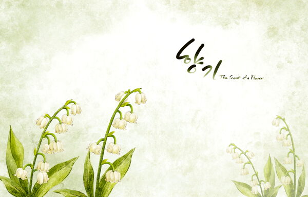 纯洁白色韩国花朵背景