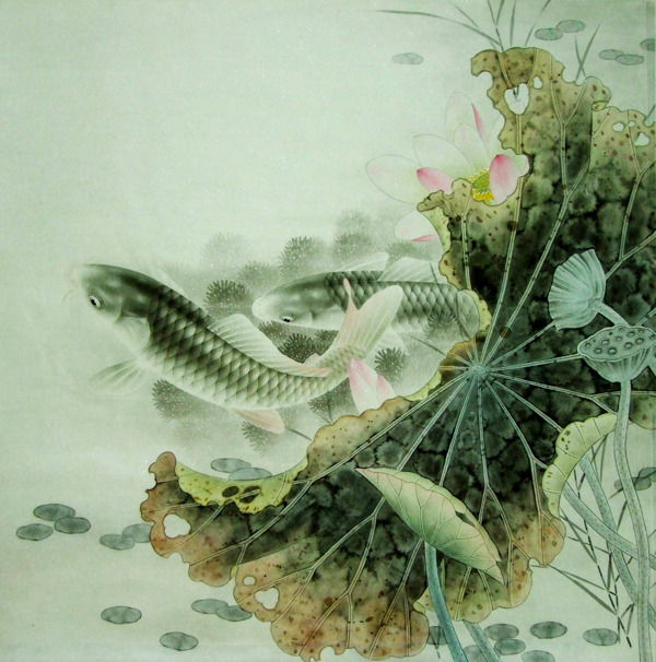 莲花鲤鱼图片