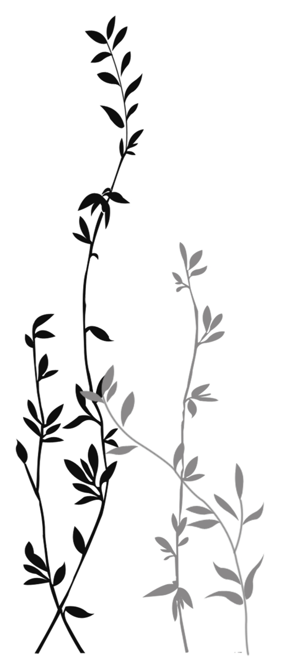樹(shù)葉樹(shù)枝圖片