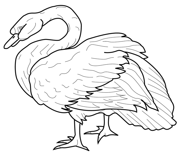 各種鳥(niǎo)類(lèi)鳥(niǎo)動(dòng)物矢量素材EPS格式1473