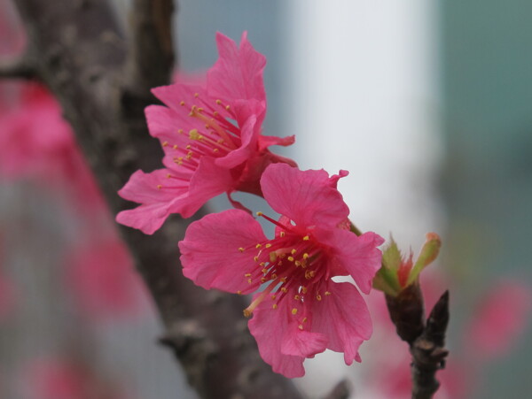 櫻花圖片
