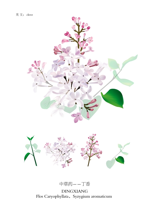 中草药紫丁香花图片
