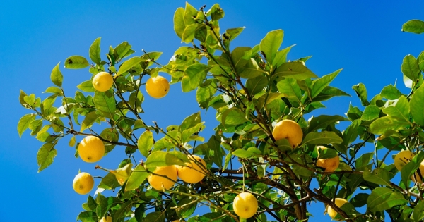 树上的柠檬