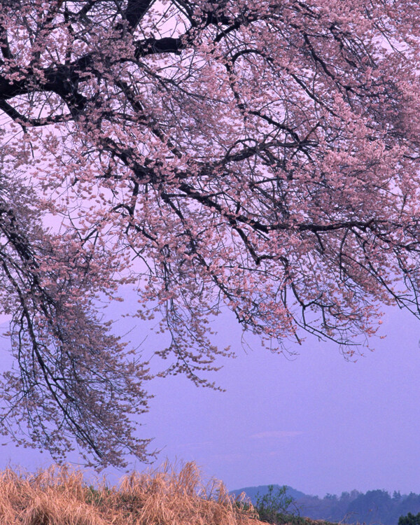風(fēng)景裝飾畫