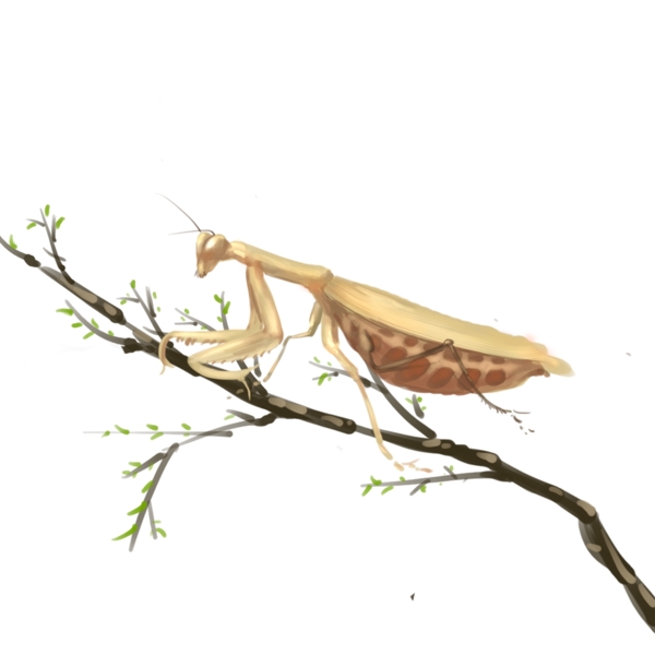 手绘中国风螳螂树枝昆虫透明底可商用素材
