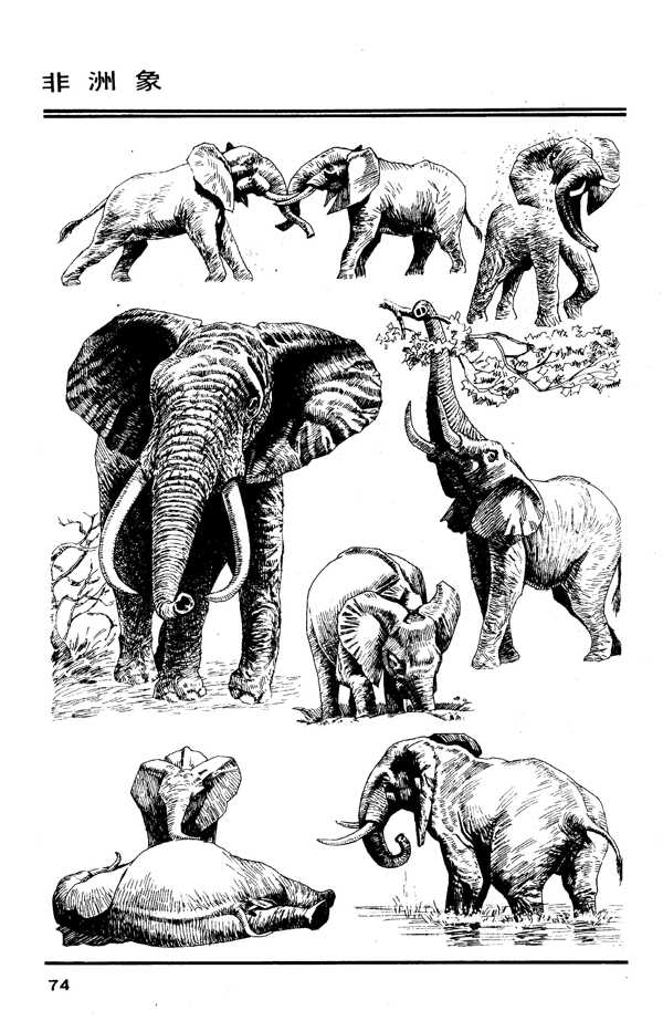 百兽谱78非洲象图片