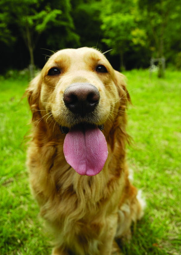 名貴犬1
