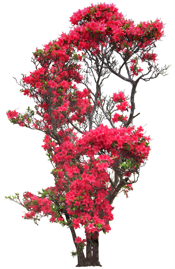 后期花素材