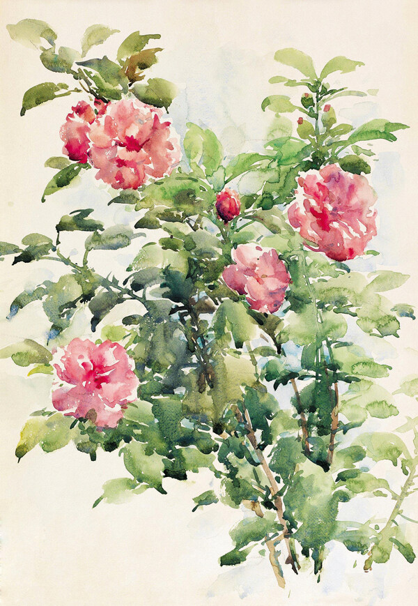 位圖寫意花卉植物花朵免費素材