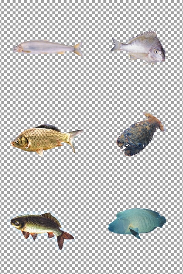 魚