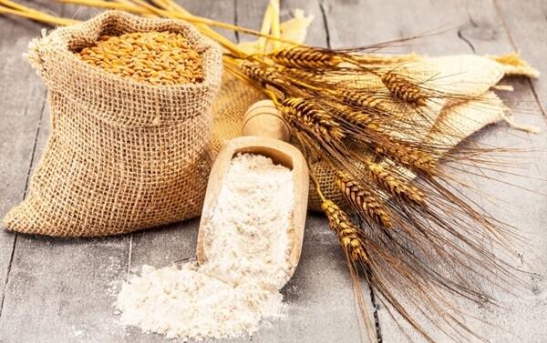 麻袋里的小麦和麦穗面粉
