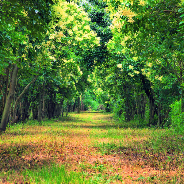 紅葉小路美麗風(fēng)景圖片