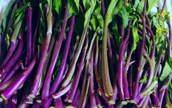 紫菜心图片