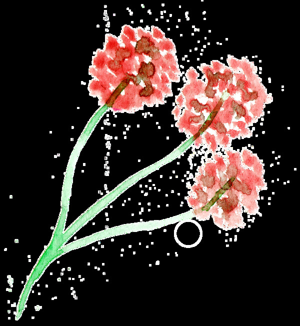 紅肉花束卡通透明素材