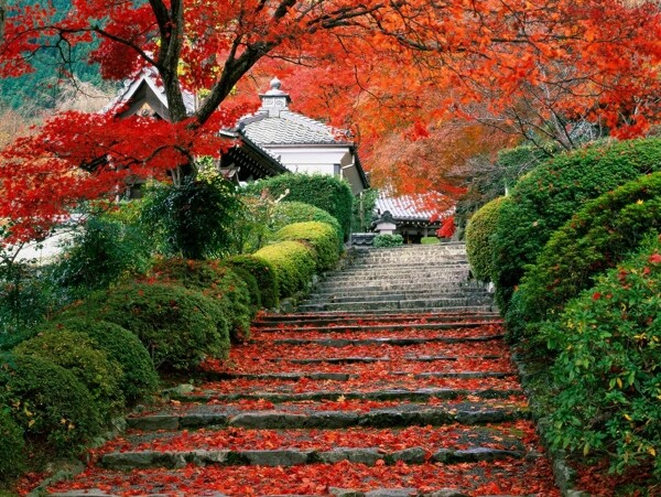 落滿紅葉的石階圖片