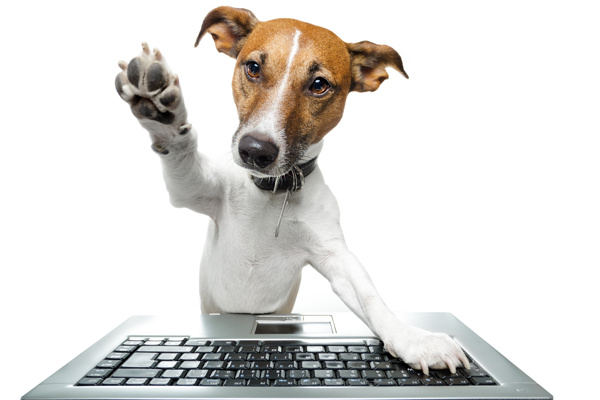 电脑键盘与小狗图片