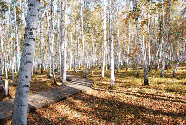 白桦林景点秋天风景图片