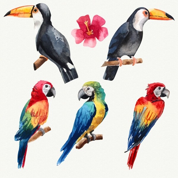 水彩绘2个大嘴鸟和3个鹦鹉设计