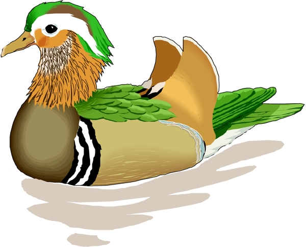 矢量逼真鳥類動物214