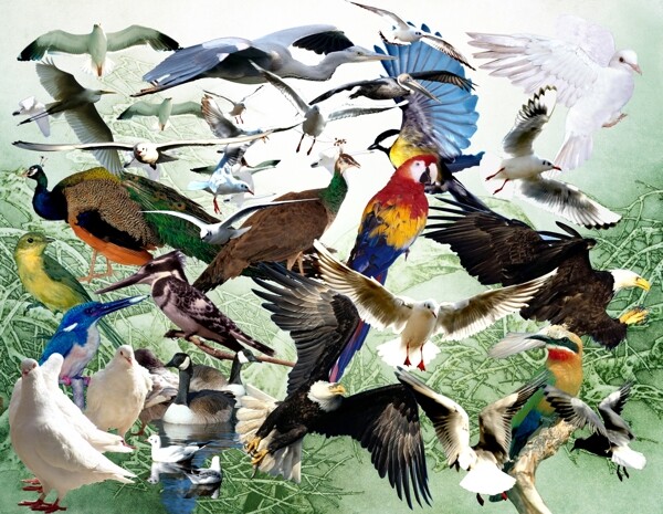 鸟类分层图图片