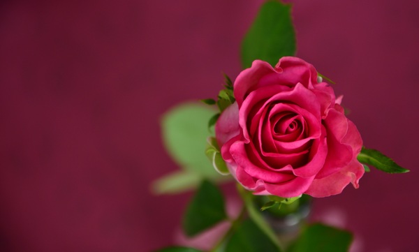 玫瑰花