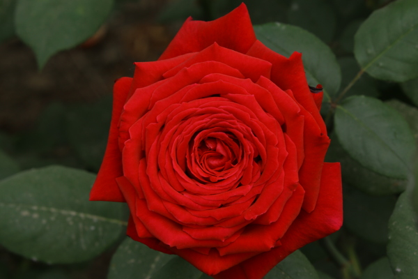 月季花