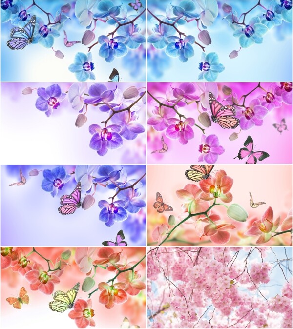花朵背景