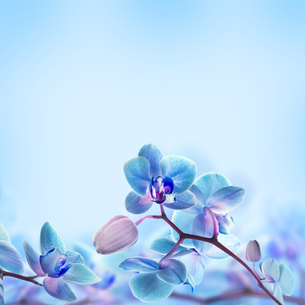 高清蓝色蝴蝶兰花朵图片