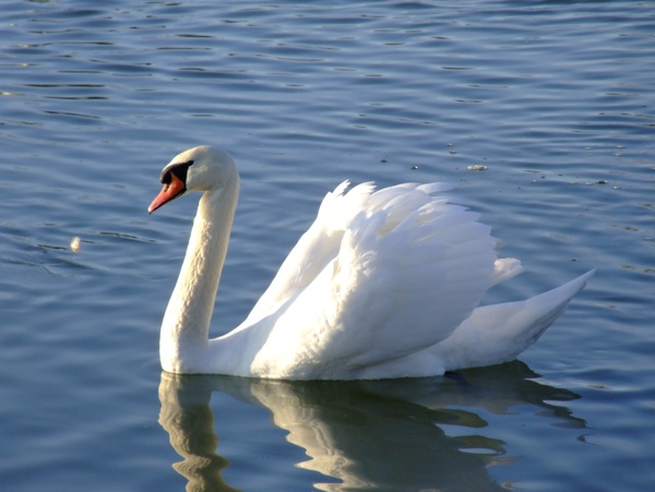 湖面浮水大白鹅