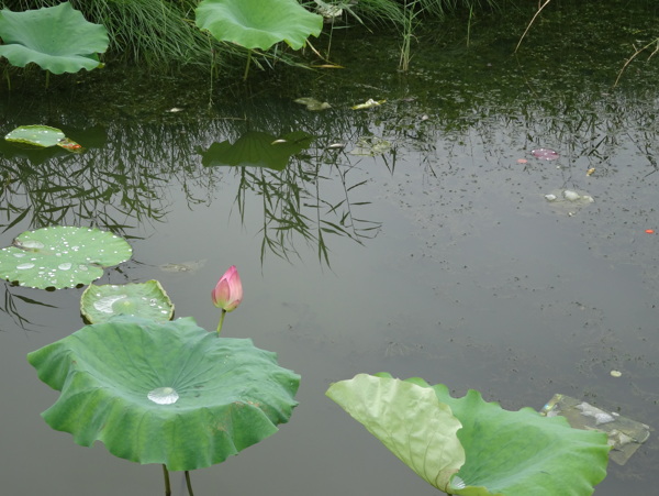 荷花