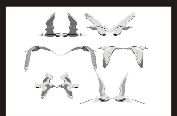 海鸥海鸟图片