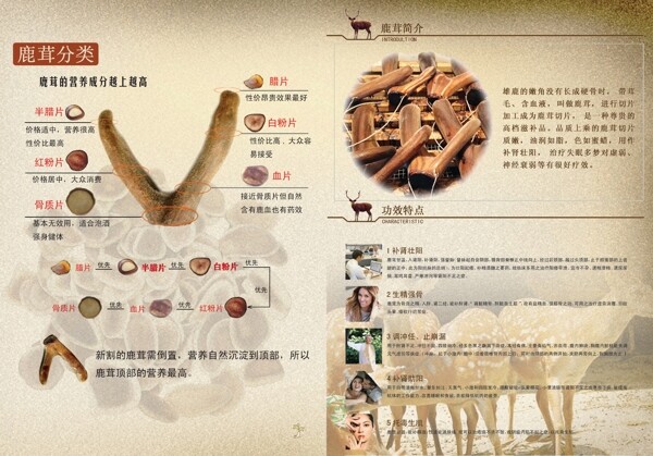豆豆工作室設(shè)計(jì)鹿茸畫冊(cè)psd下載
