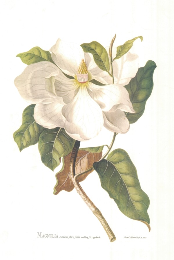 花朵圖片